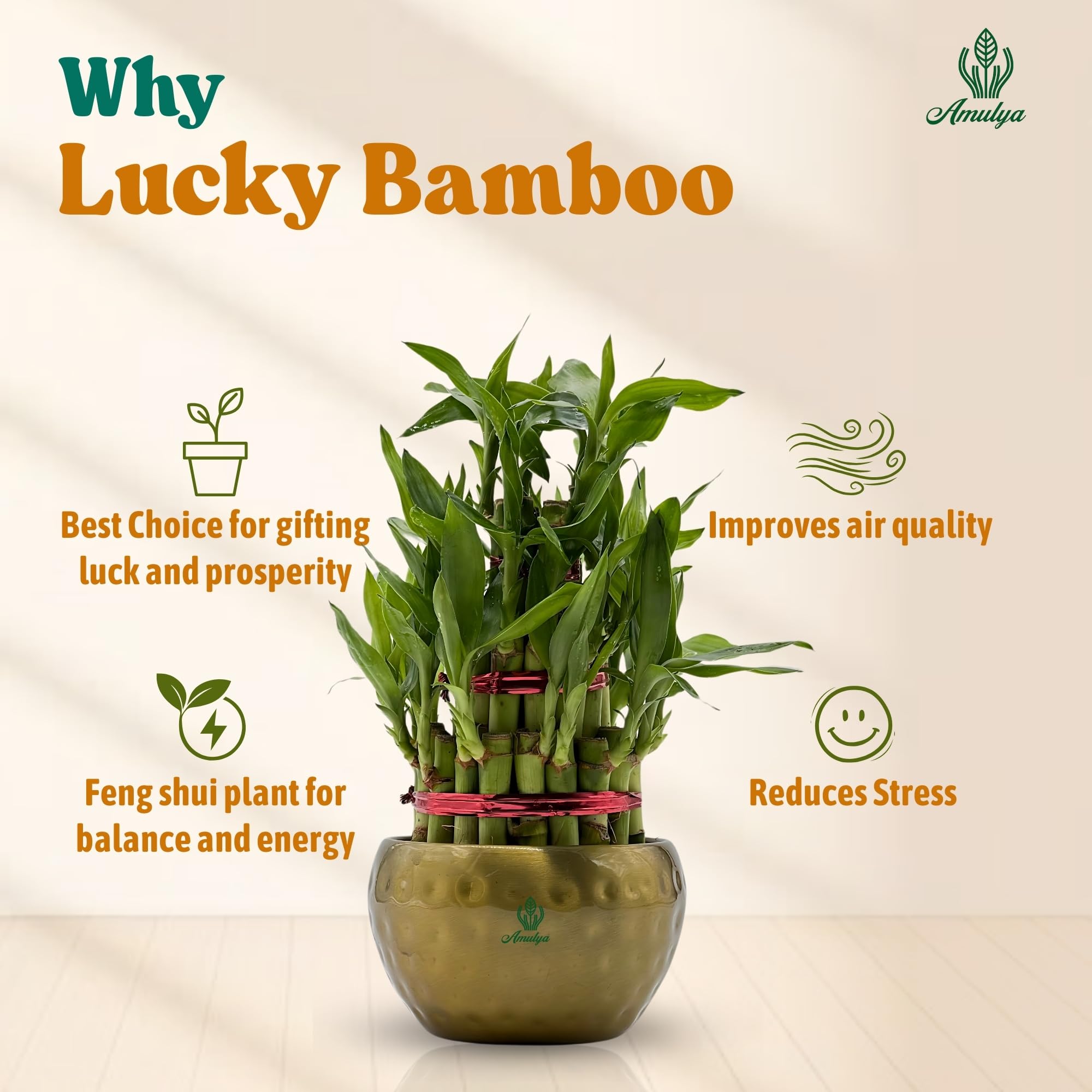 Amulya Farms Live Lucky Bamboo 5 layer plant in Copper Pot | Bamboo Plants for home decoration | Indoor Plants for Home | Ideal for Living room, Balcony, Office desk & Kitchen | Lucky Vastu Plant |