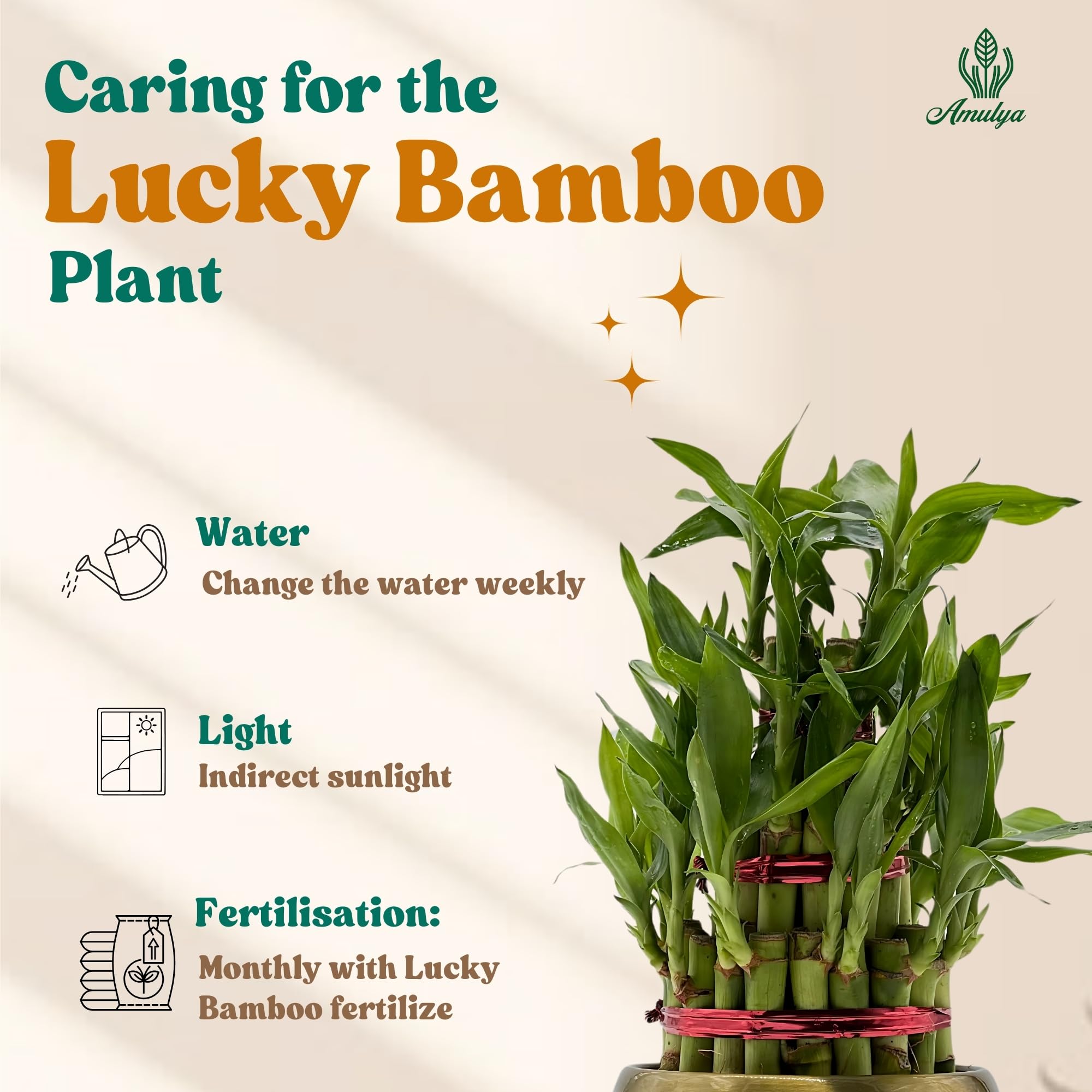 Amulya Farms Live Lucky Bamboo 5 layer plant in Copper Pot | Bamboo Plants for home decoration | Indoor Plants for Home | Ideal for Living room, Balcony, Office desk & Kitchen | Lucky Vastu Plant |