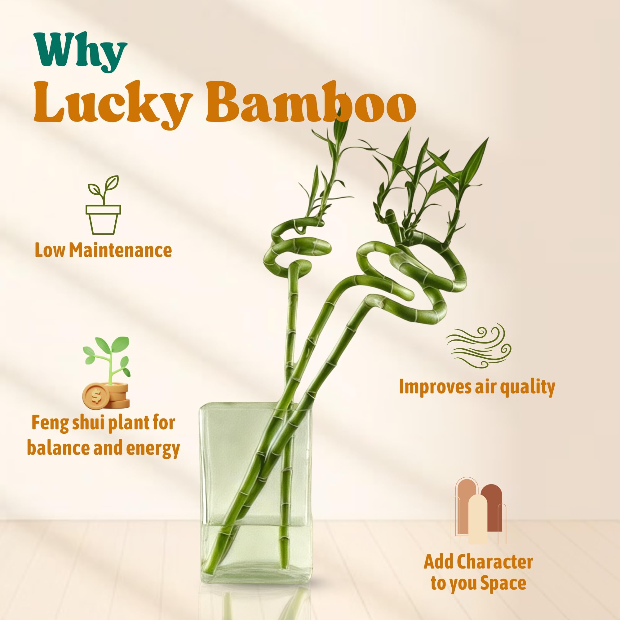 Amulya Farms Live Lucky Bamboo 5 layer plant in Copper Pot | Bamboo Plants for home decoration | Indoor Plants for Home | Ideal for Living room, Balcony, Office desk & Kitchen | Lucky Vastu Plant |