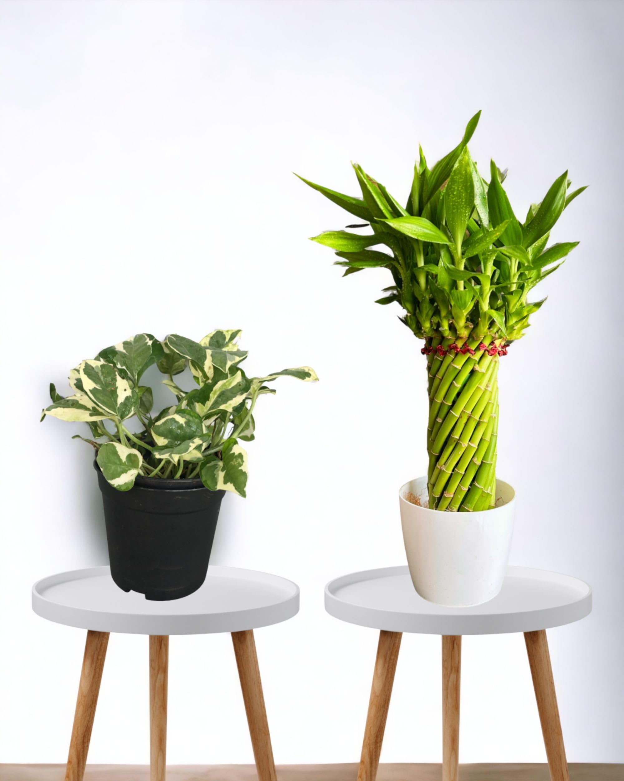 Amulya Farms Live Lucky Bamboo 5 layer plant in Copper Pot | Bamboo Plants for home decoration | Indoor Plants for Home | Ideal for Living room, Balcony, Office desk & Kitchen | Lucky Vastu Plant |