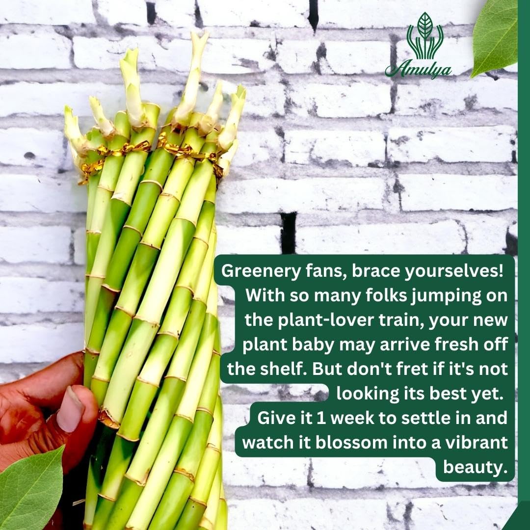 Amulya Farms Live Lucky Bamboo 5 layer plant in Copper Pot | Bamboo Plants for home decoration | Indoor Plants for Home | Ideal for Living room, Balcony, Office desk & Kitchen | Lucky Vastu Plant |