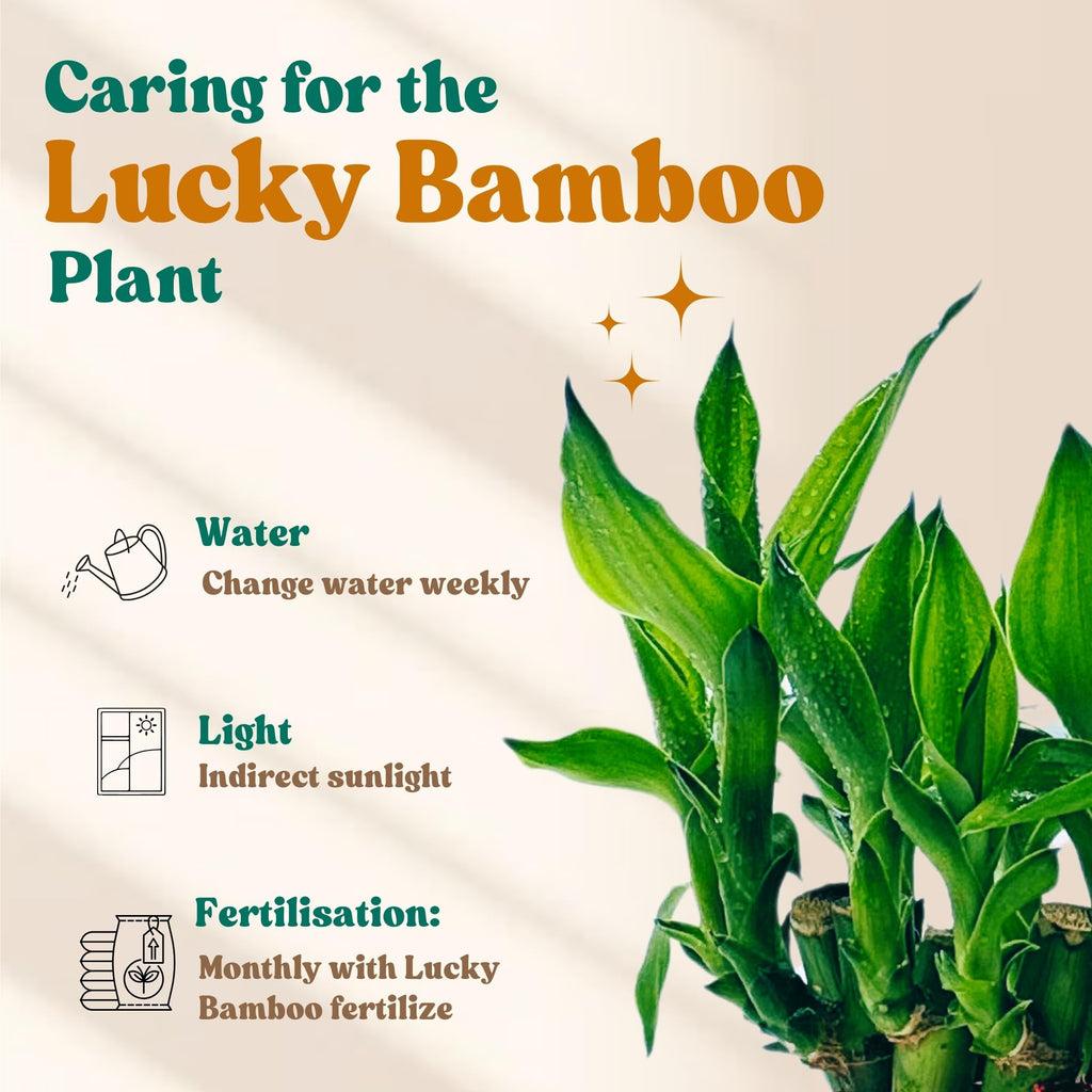 Amulya Farms Live Lucky Bamboo 5 layer plant in Copper Pot | Bamboo Plants for home decoration | Indoor Plants for Home | Ideal for Living room, Balcony, Office desk & Kitchen | Lucky Vastu Plant |