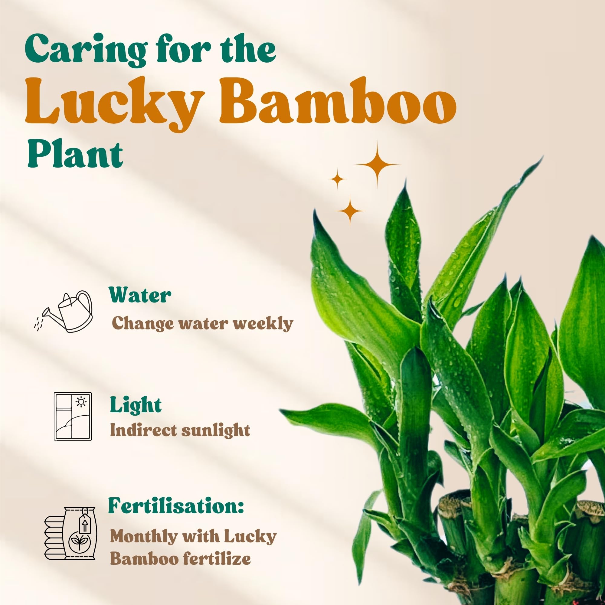 Amulya Farms Live Lucky Bamboo 5 layer plant in Copper Pot | Bamboo Plants for home decoration | Indoor Plants for Home | Ideal for Living room, Balcony, Office desk & Kitchen | Lucky Vastu Plant |