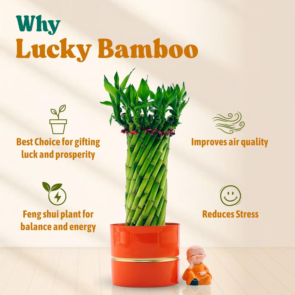 Amulya Farms Live Lucky Bamboo 5 layer plant in Copper Pot | Bamboo Plants for home decoration | Indoor Plants for Home | Ideal for Living room, Balcony, Office desk & Kitchen | Lucky Vastu Plant |