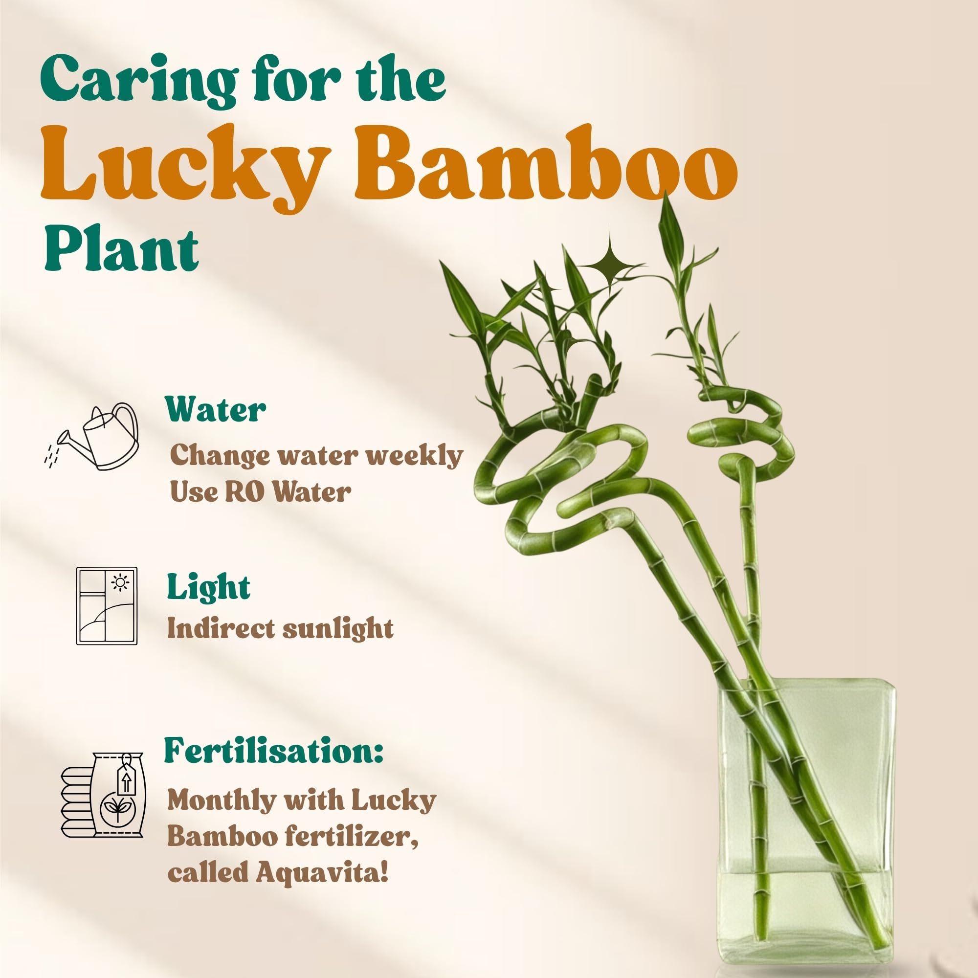 Amulya Farms Live Lucky Bamboo 5 layer plant in Copper Pot | Bamboo Plants for home decoration | Indoor Plants for Home | Ideal for Living room, Balcony, Office desk & Kitchen | Lucky Vastu Plant |