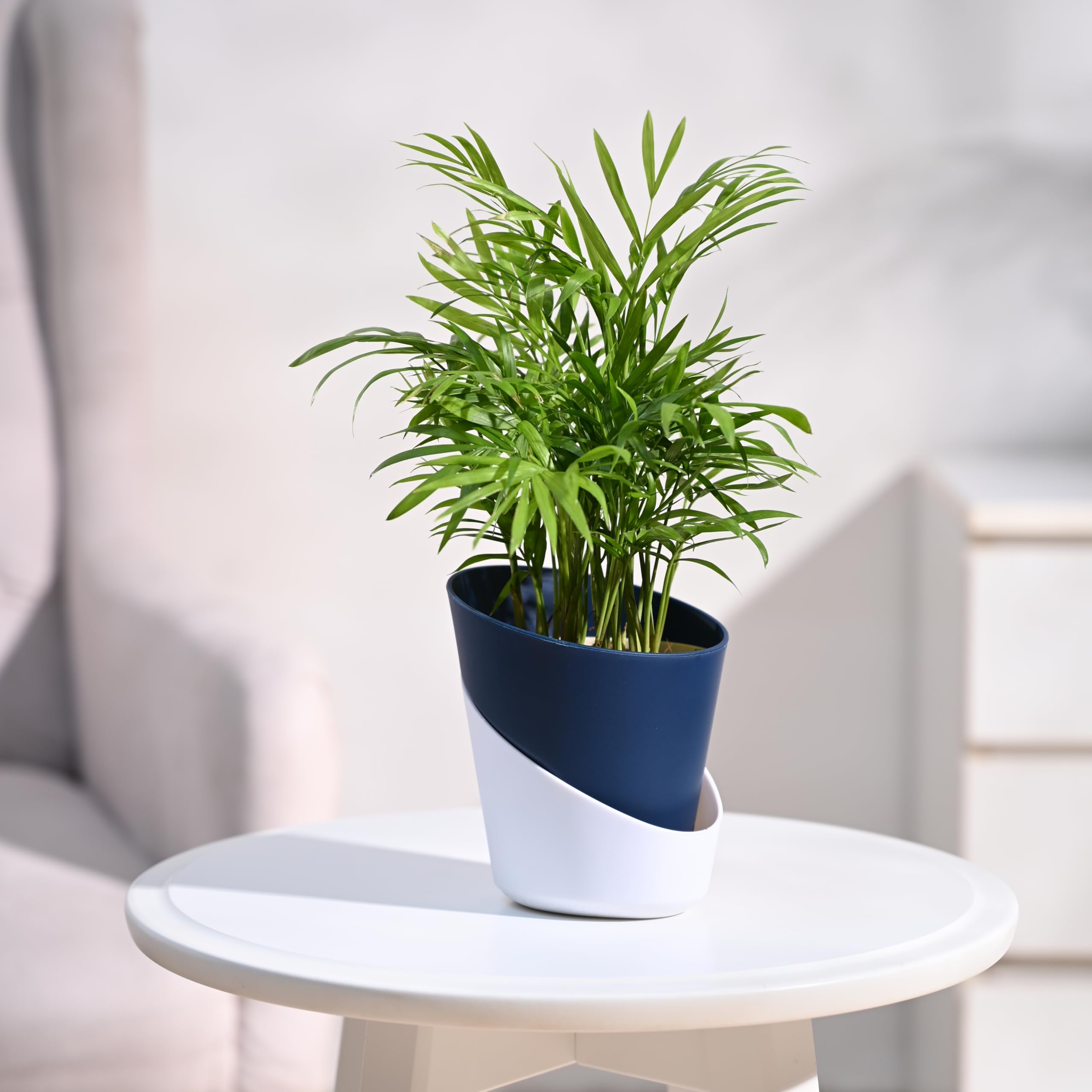 Ugaoo Air Purifying Bamboo Palm Live Plant With Grow Pot