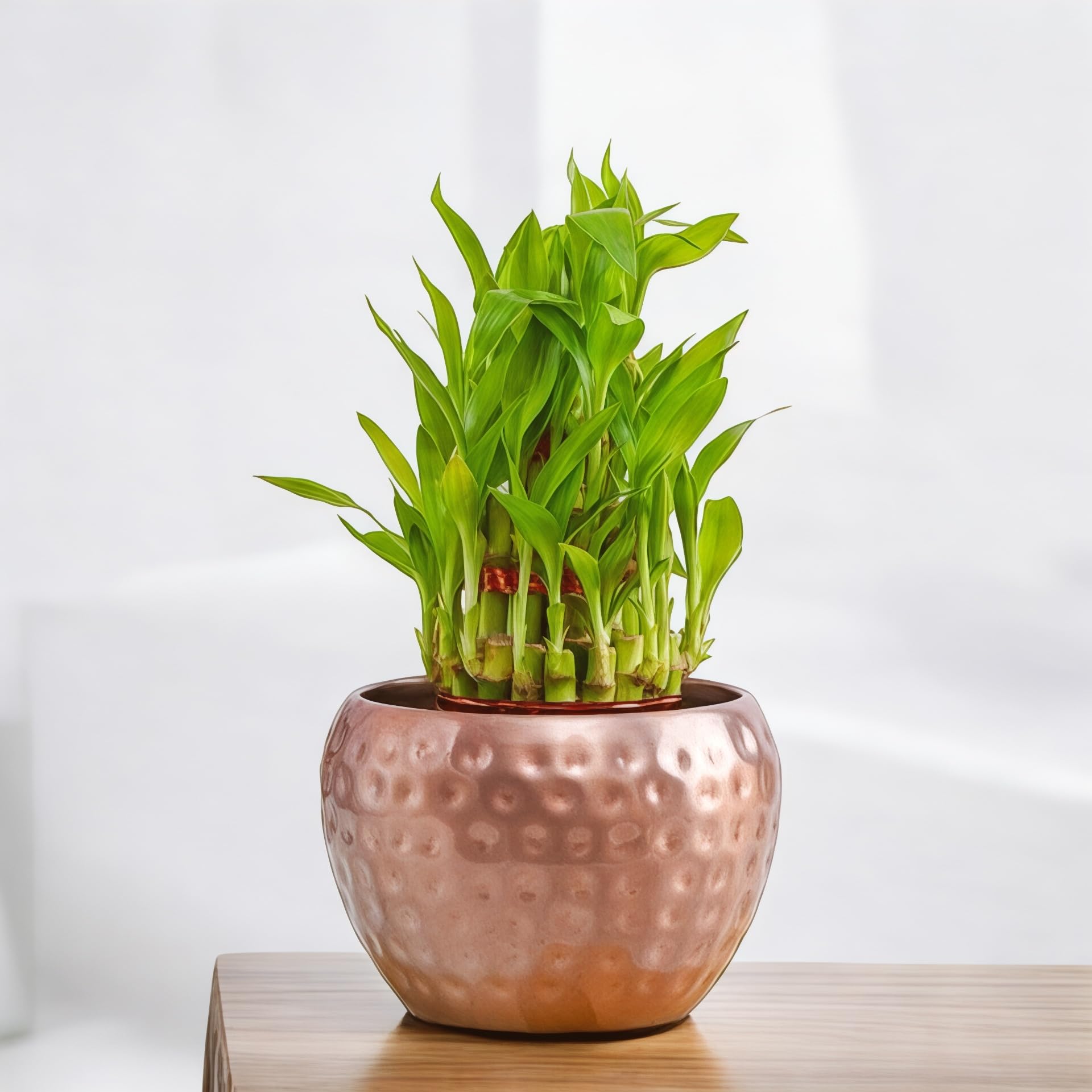 Amulya Farms Live Lucky Bamboo 5 layer plant in Copper Pot | Bamboo Plants for home decoration | Indoor Plants for Home | Ideal for Living room, Balcony, Office desk & Kitchen | Lucky Vastu Plant |
