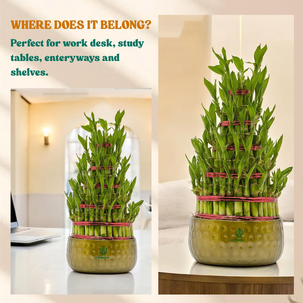 Amulya Farms Live Lucky Bamboo 5 layer plant in Copper Pot | Bamboo Plants for home decoration | Indoor Plants for Home | Ideal for Living room, Balcony, Office desk & Kitchen | Lucky Vastu Plant |