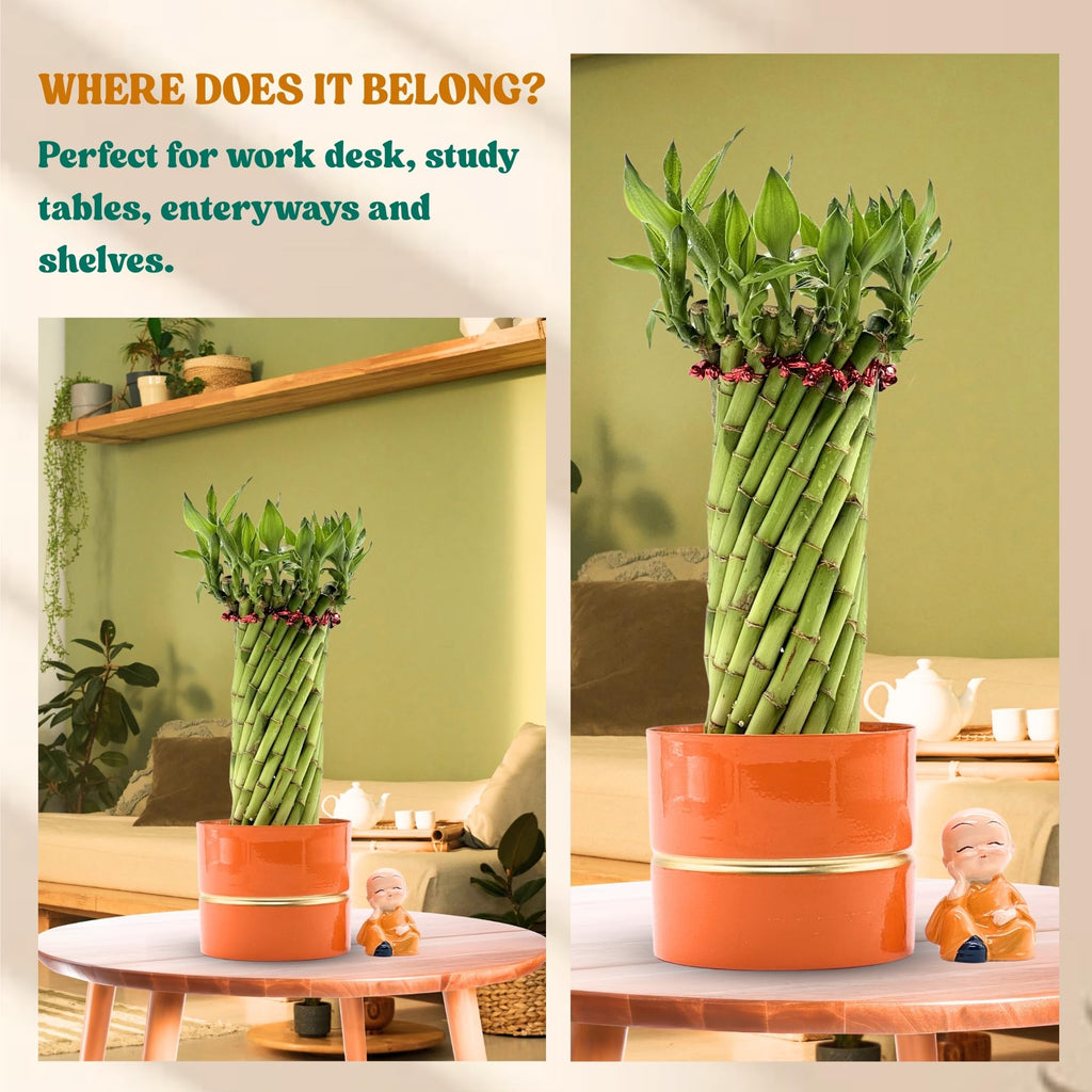 Amulya Farms Live Lucky Bamboo 5 layer plant in Copper Pot | Bamboo Plants for home decoration | Indoor Plants for Home | Ideal for Living room, Balcony, Office desk & Kitchen | Lucky Vastu Plant |