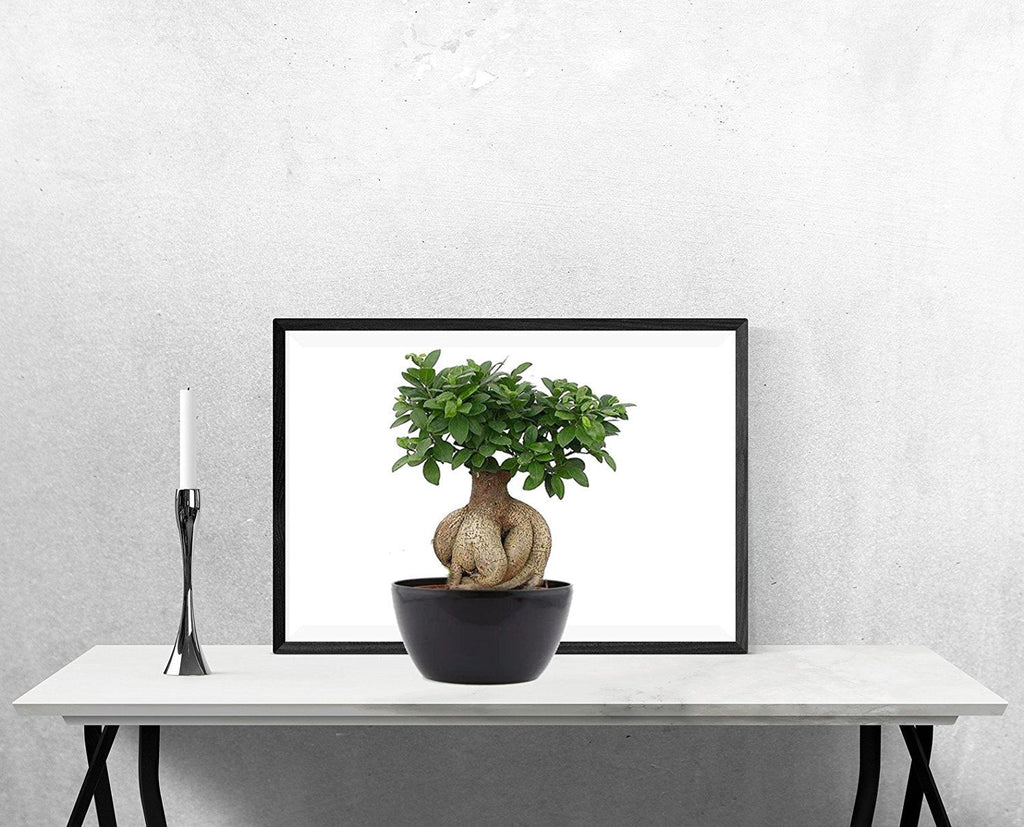 Abana Homes Bonsai Live Plant - 5 Years Old Ficus Microcarpa Bonsai Plants In Black Ceramic Pot | Unique Bonsai Plants for Home Indoor | Ideal for Office, Living Room, Balcony, White Pot
