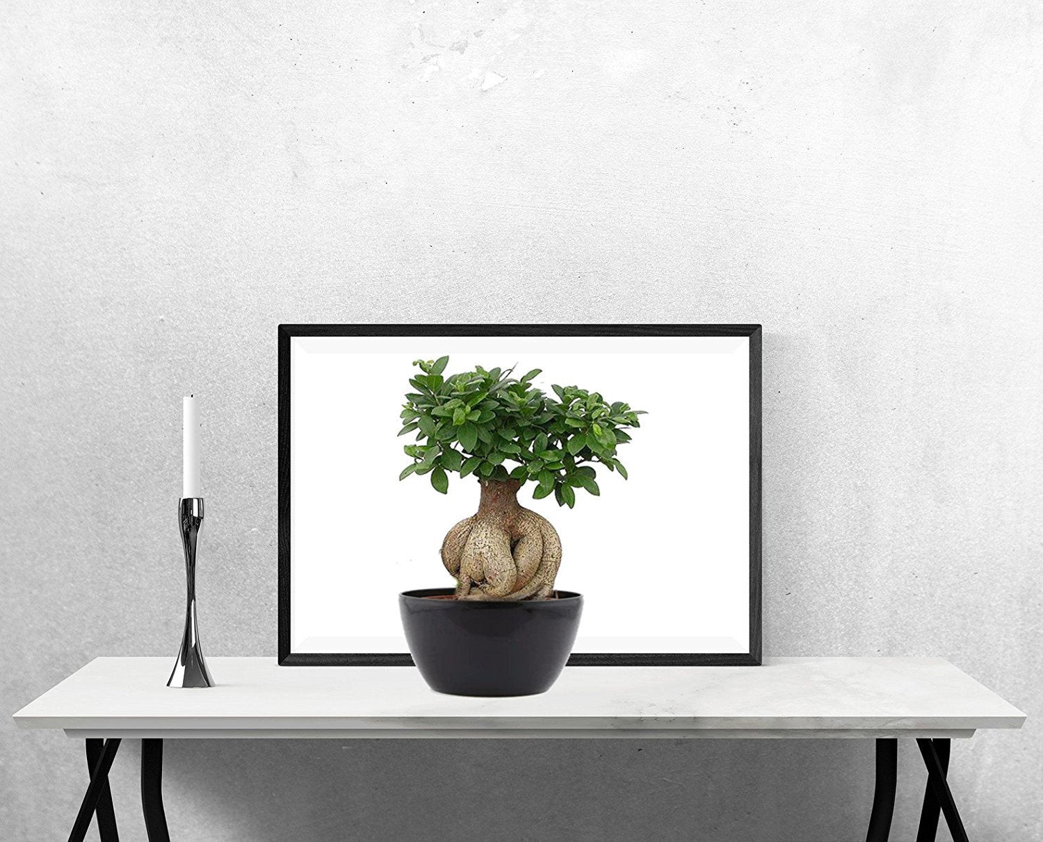 Abana Homes Bonsai Live Plant - 5 Years Old Ficus Microcarpa Bonsai Plants In Black Ceramic Pot | Unique Bonsai Plants for Home Indoor | Ideal for Office, Living Room, Balcony, White Pot