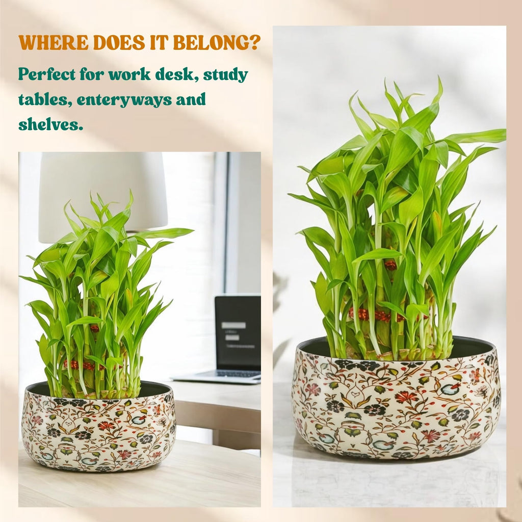 Amulya Farms Live Lucky Bamboo 5 layer plant in Copper Pot | Bamboo Plants for home decoration | Indoor Plants for Home | Ideal for Living room, Balcony, Office desk & Kitchen | Lucky Vastu Plant |
