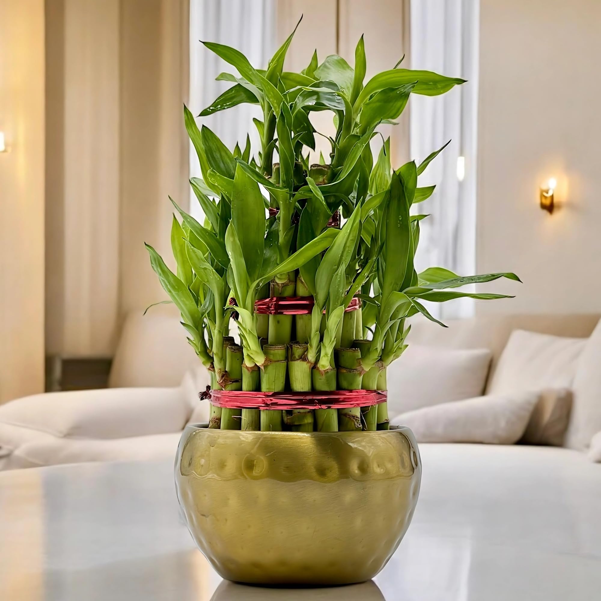Amulya Farms Live Lucky Bamboo 5 layer plant in Copper Pot | Bamboo Plants for home decoration | Indoor Plants for Home | Ideal for Living room, Balcony, Office desk & Kitchen | Lucky Vastu Plant |