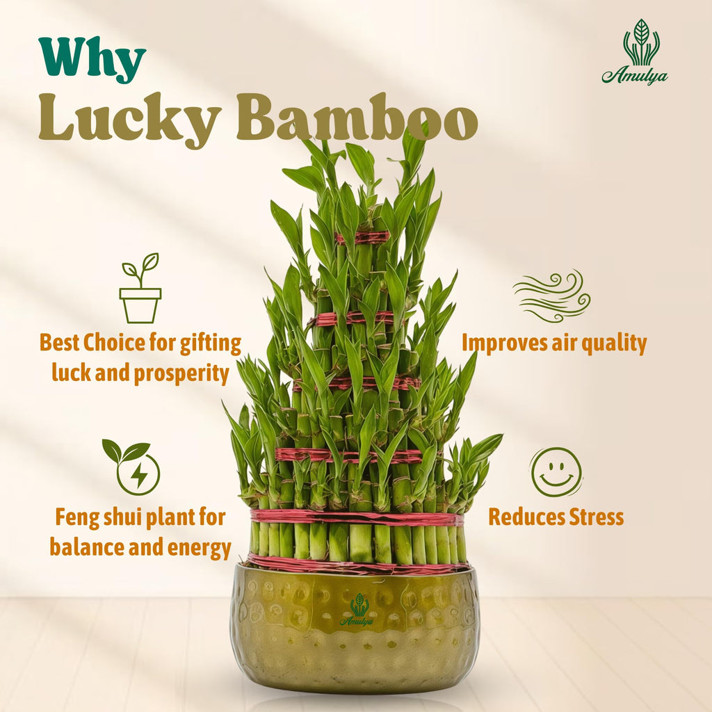 Amulya Farms Live Lucky Bamboo 5 layer plant in Copper Pot | Bamboo Plants for home decoration | Indoor Plants for Home | Ideal for Living room, Balcony, Office desk & Kitchen | Lucky Vastu Plant |