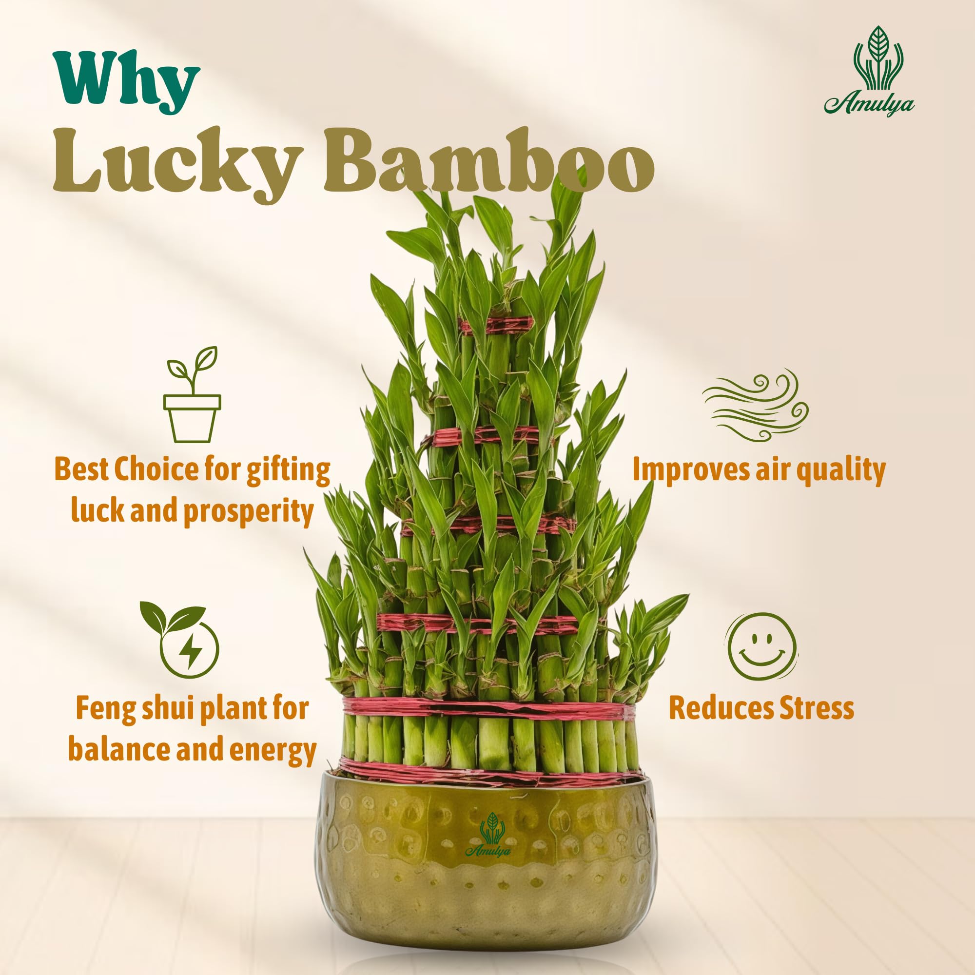 Amulya Farms Live Lucky Bamboo 5 layer plant in Copper Pot | Bamboo Plants for home decoration | Indoor Plants for Home | Ideal for Living room, Balcony, Office desk & Kitchen | Lucky Vastu Plant |