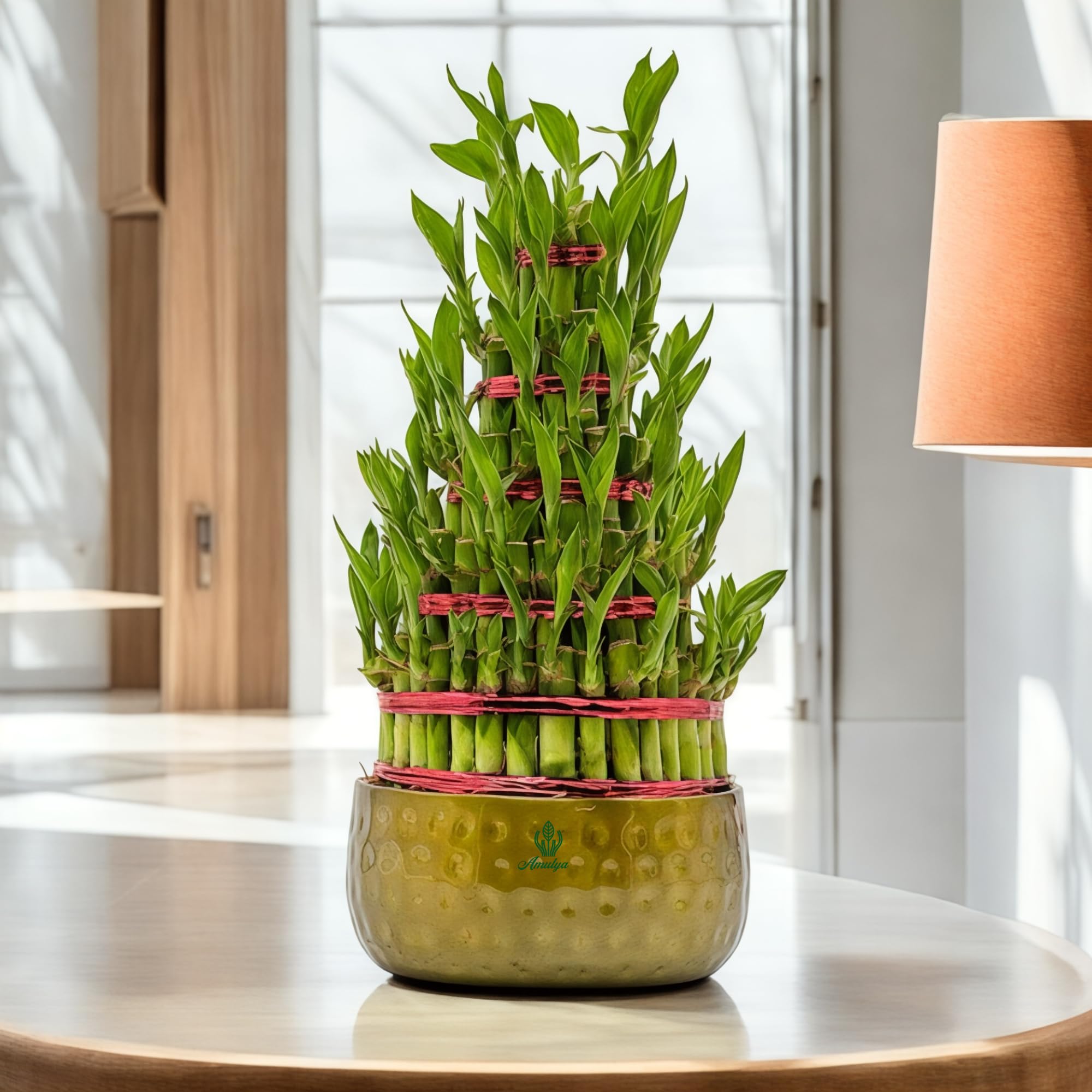 Amulya Farms Live Lucky Bamboo 5 layer plant in Copper Pot | Bamboo Plants for home decoration | Indoor Plants for Home | Ideal for Living room, Balcony, Office desk & Kitchen | Lucky Vastu Plant |