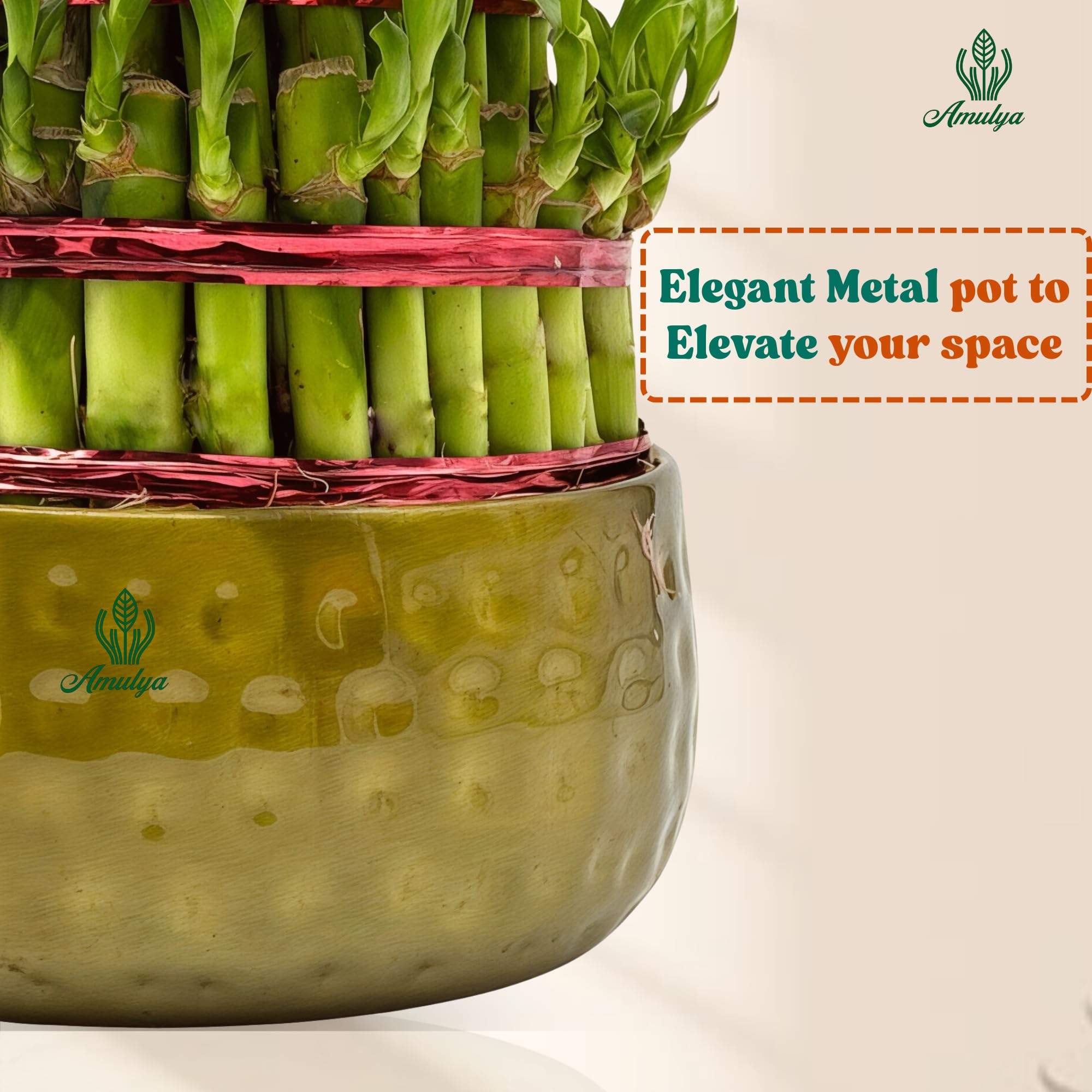 Amulya Farms Live Lucky Bamboo 5 layer plant in Copper Pot | Bamboo Plants for home decoration | Indoor Plants for Home | Ideal for Living room, Balcony, Office desk & Kitchen | Lucky Vastu Plant |