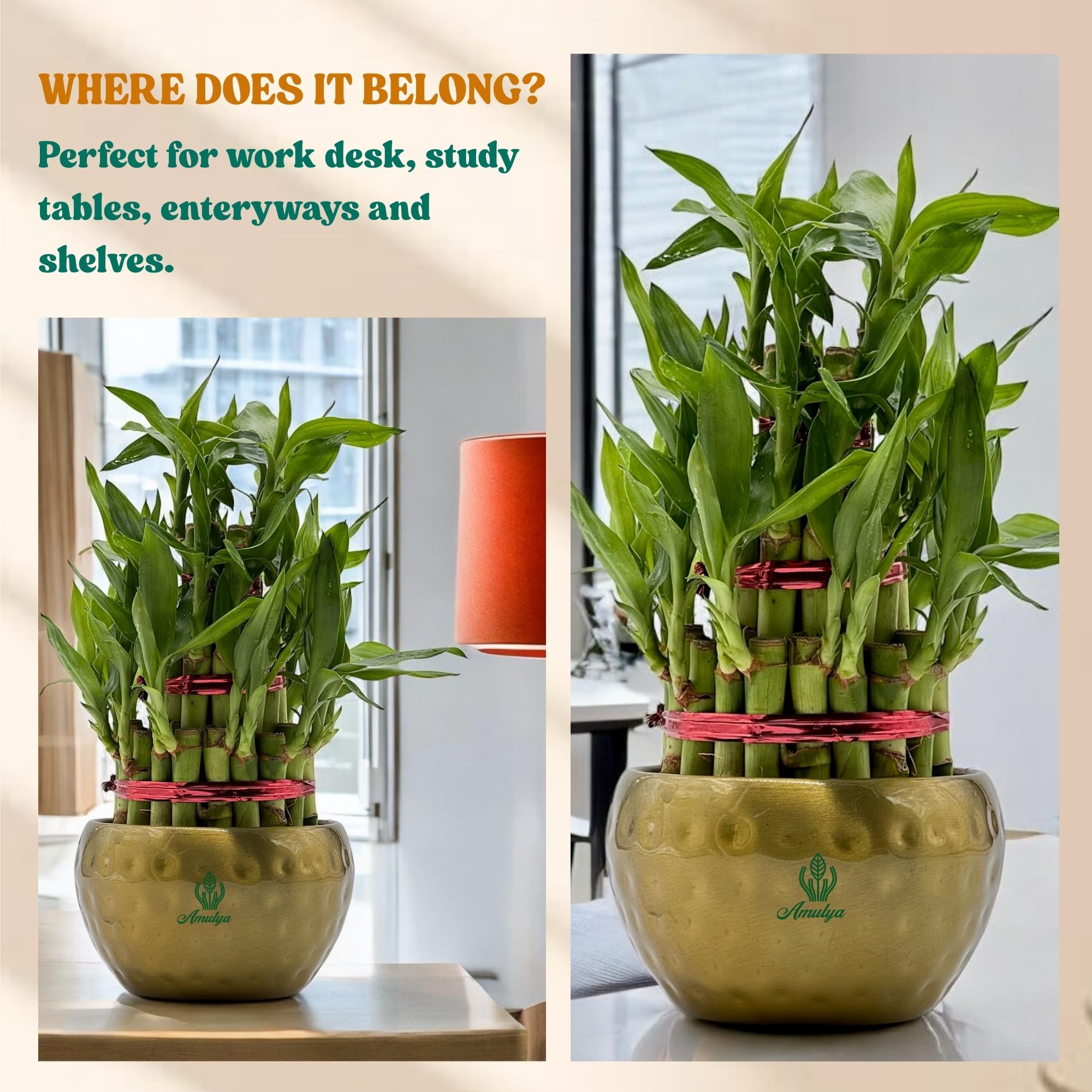 Amulya Farms Live Lucky Bamboo 5 layer plant in Copper Pot | Bamboo Plants for home decoration | Indoor Plants for Home | Ideal for Living room, Balcony, Office desk & Kitchen | Lucky Vastu Plant |