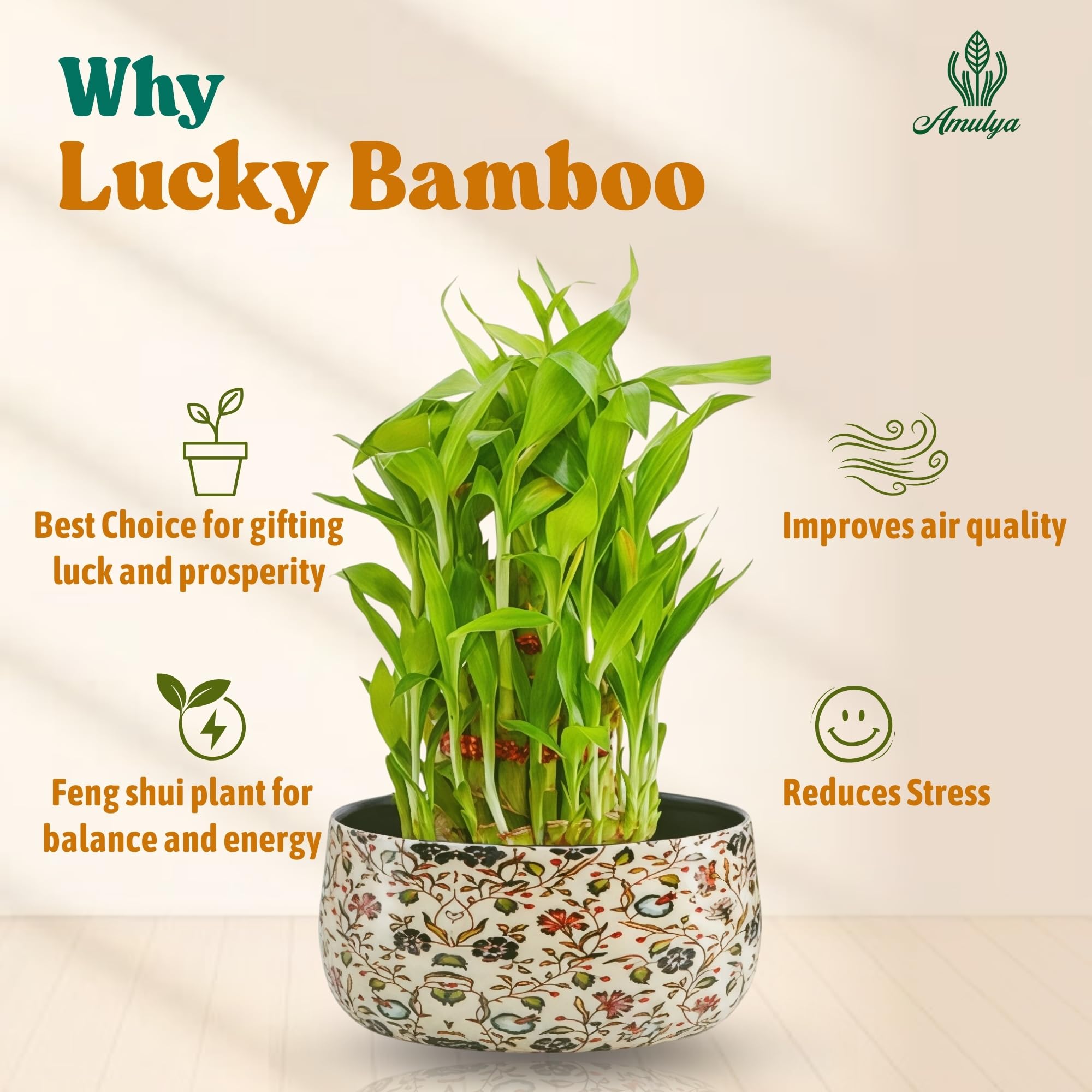 Amulya Farms Live Lucky Bamboo 5 layer plant in Copper Pot | Bamboo Plants for home decoration | Indoor Plants for Home | Ideal for Living room, Balcony, Office desk & Kitchen | Lucky Vastu Plant |