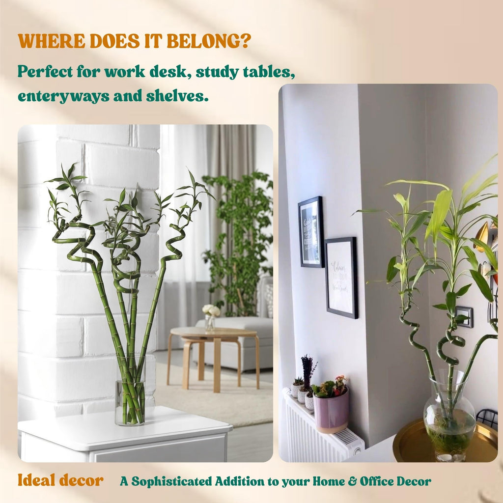 Amulya Farms Live Lucky Bamboo 5 layer plant in Copper Pot | Bamboo Plants for home decoration | Indoor Plants for Home | Ideal for Living room, Balcony, Office desk & Kitchen | Lucky Vastu Plant |