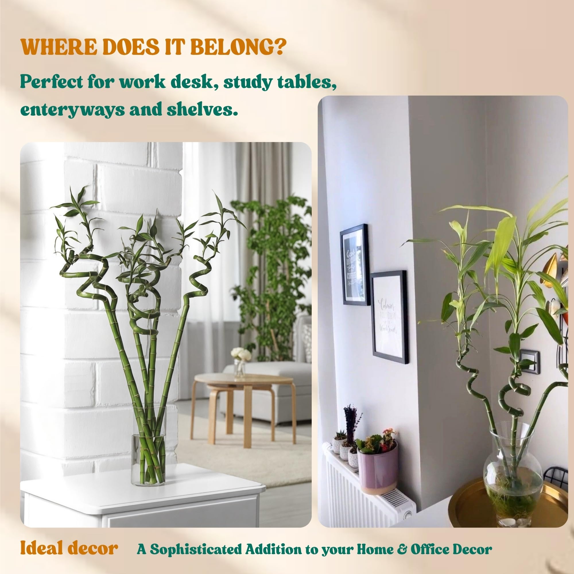 Amulya Farms Live Lucky Bamboo 5 layer plant in Copper Pot | Bamboo Plants for home decoration | Indoor Plants for Home | Ideal for Living room, Balcony, Office desk & Kitchen | Lucky Vastu Plant |